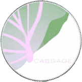 Cabbage